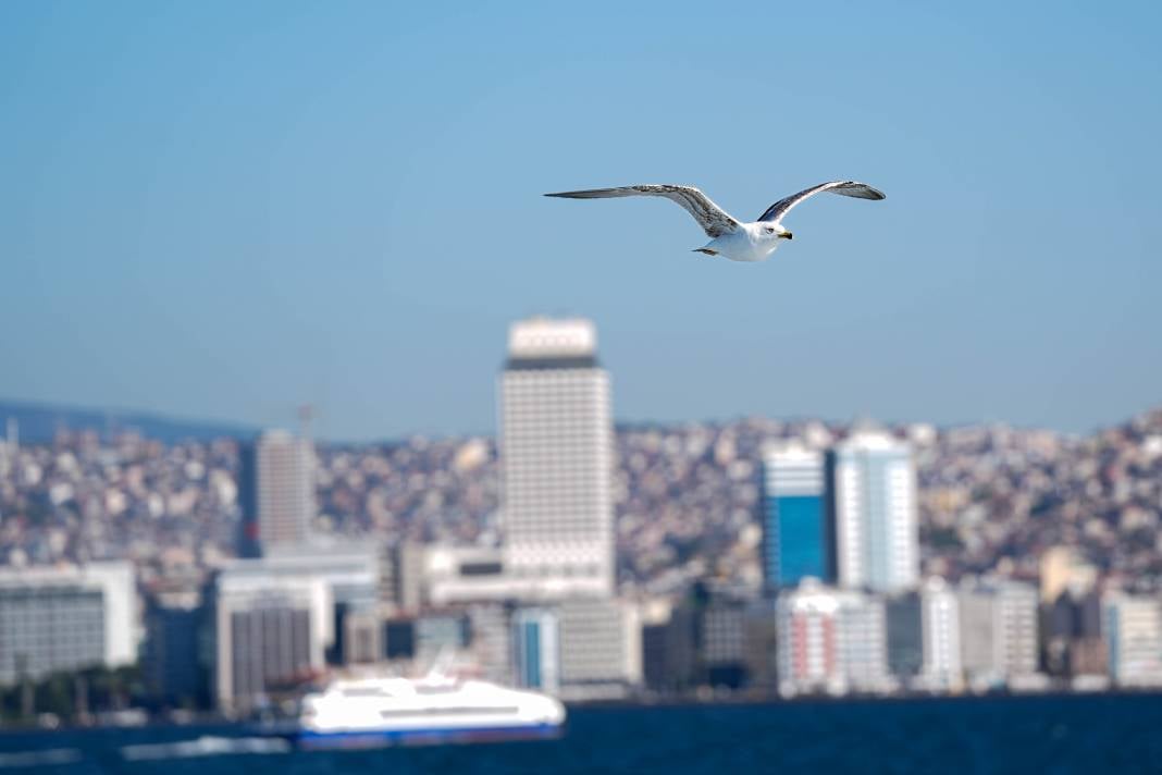 İzmir'in Gürültücü Deniz Kuşu Martılar 5