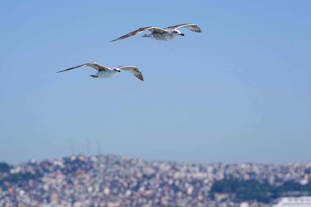 İzmir'in Gürültücü Deniz Kuşu Martılar 8