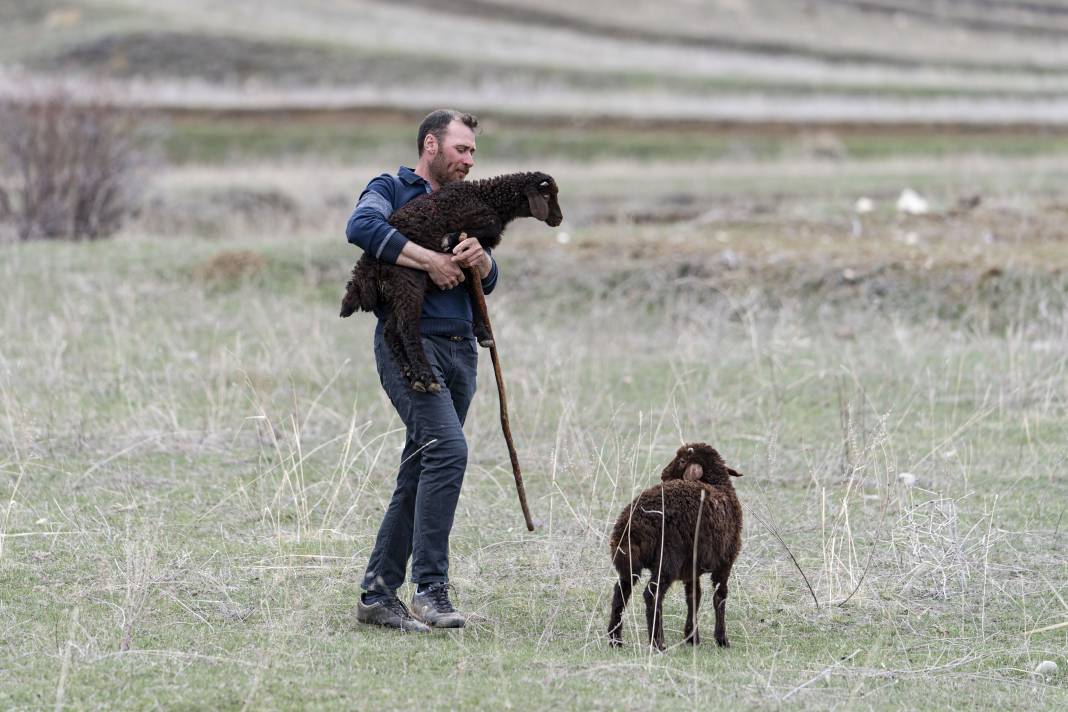 Şehirden Köye: Devlet Desteğiyle 100 Koyunla Başladı, Hedefi 1000 Koyun Sahibi Olmak 3