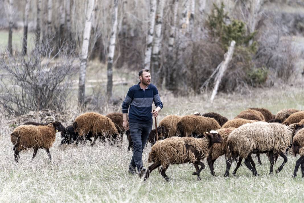 Şehirden Köye: Devlet Desteğiyle 100 Koyunla Başladı, Hedefi 1000 Koyun Sahibi Olmak 2