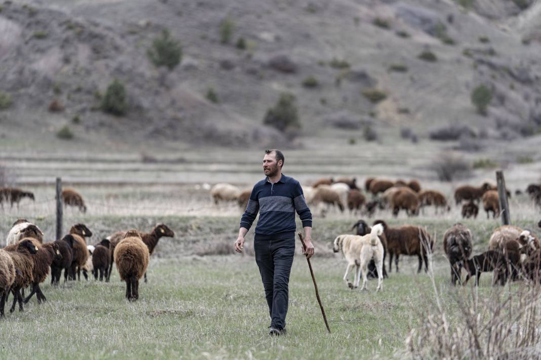 Şehirden Köye: Devlet Desteğiyle 100 Koyunla Başladı, Hedefi 1000 Koyun Sahibi Olmak 10