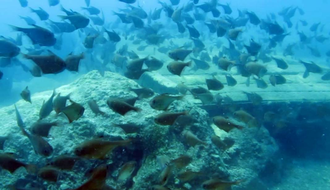 Yapay Resiflerde 'İstilacı Tür' Endişesi 3