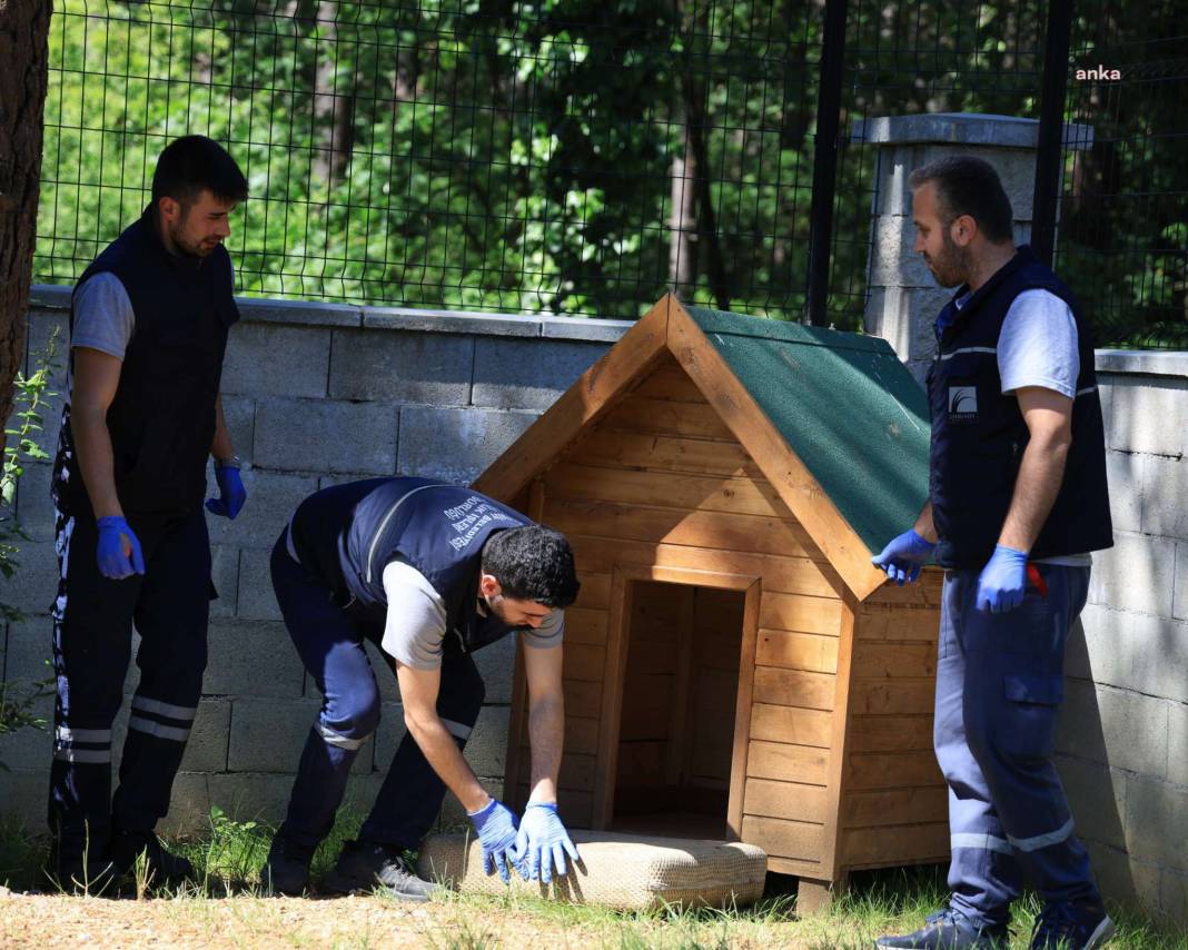 Çekmeköy Belediyesi Sahip Çıktı: İşkence Gören Köpek Lokum, Hayata Döndü 2