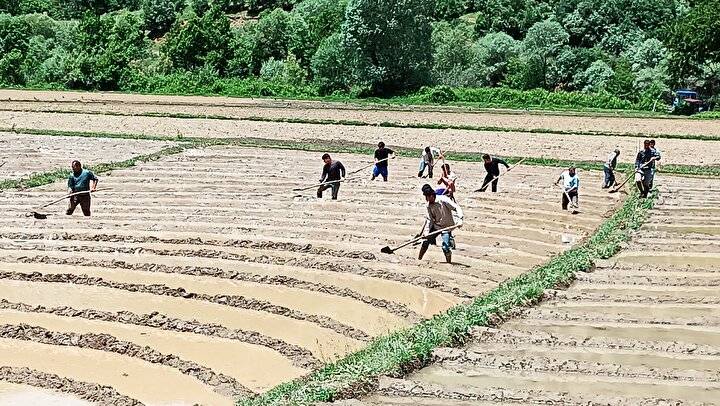 Yüzyıllardır Bu Yöntem Kullanılıyor "20 Gün Çalış 4 Ay Bekle" 5