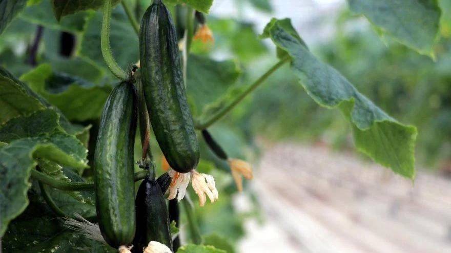 Anayurdu Hindistan, Kokusu Bile Yazın Başka! Bu Hastalıkların Dermanı Olarak Biliniyor 11