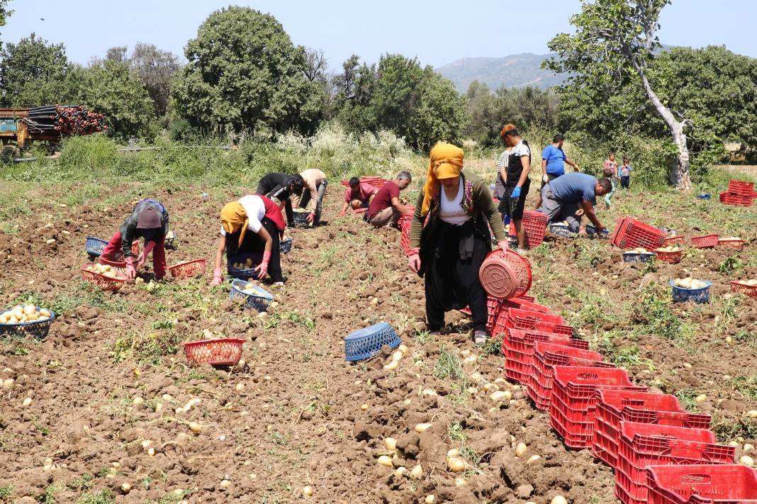 Son Kez Toplanacak, Kaçırmayın! Kilosu 17 Lira 6