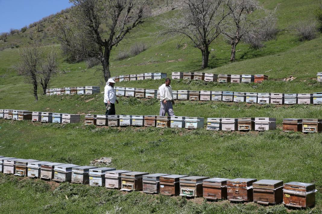 Arılar Aç Kalıyor: Toplu Ölümler Yolda! 4