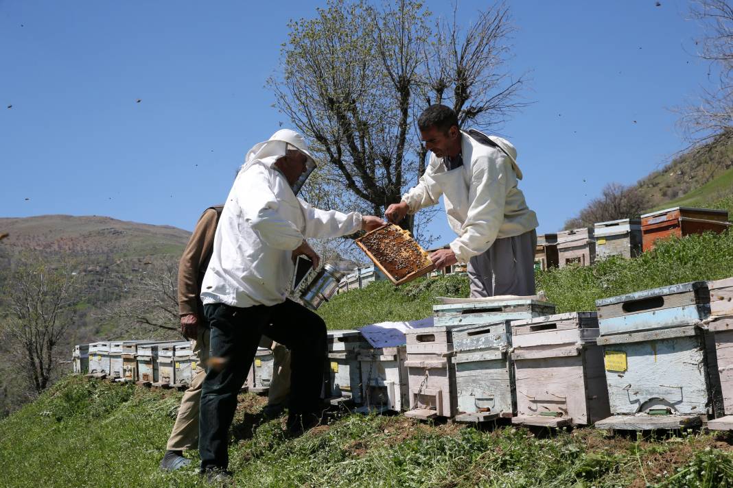 Arılar Aç Kalıyor: Toplu Ölümler Yolda! 10