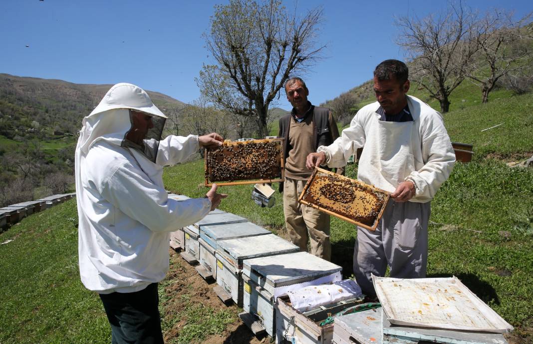 Arılar Aç Kalıyor: Toplu Ölümler Yolda! 9