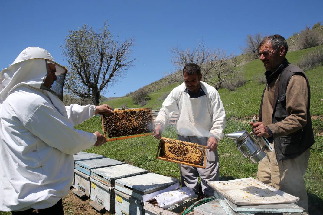 Arılar Aç Kalıyor: Toplu Ölümler Yolda! 11