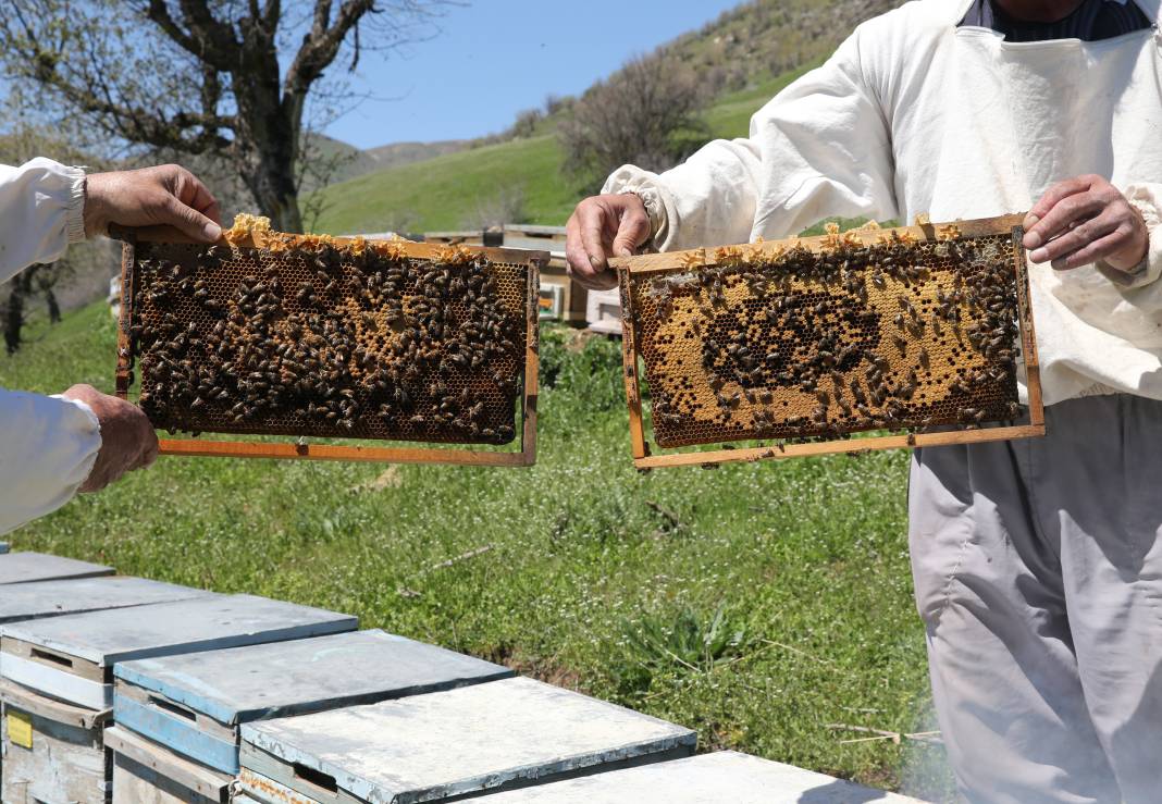 Arılar Aç Kalıyor: Toplu Ölümler Yolda! 12