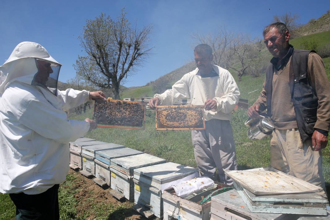 Arılar Aç Kalıyor: Toplu Ölümler Yolda! 13