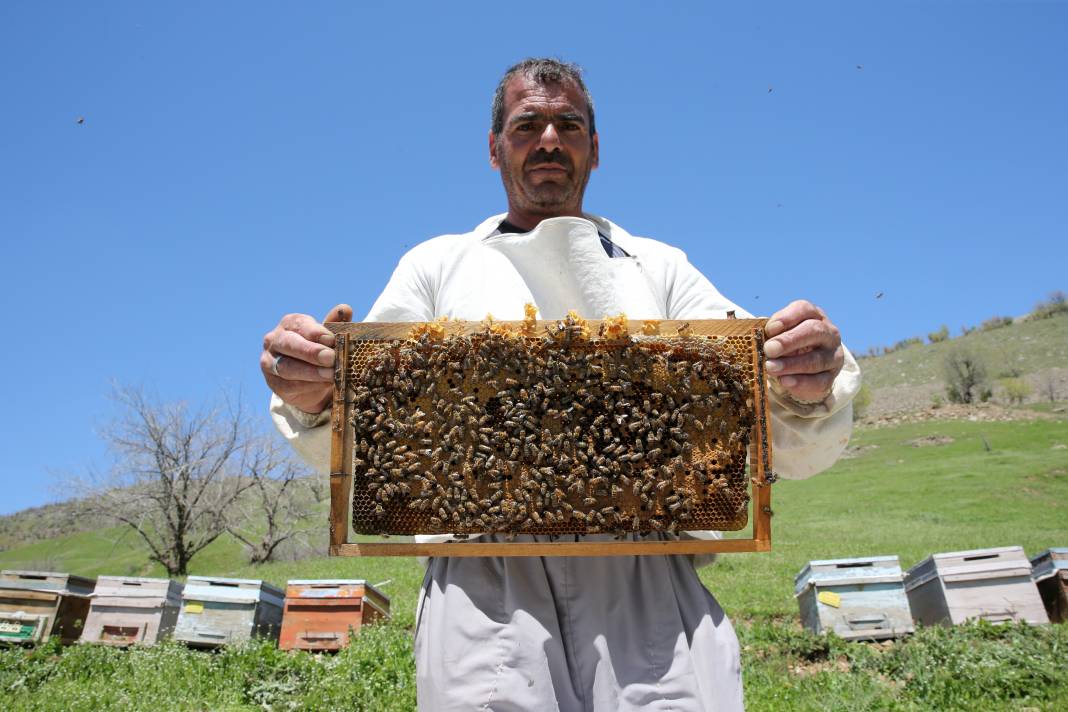 Arılar Aç Kalıyor: Toplu Ölümler Yolda! 16