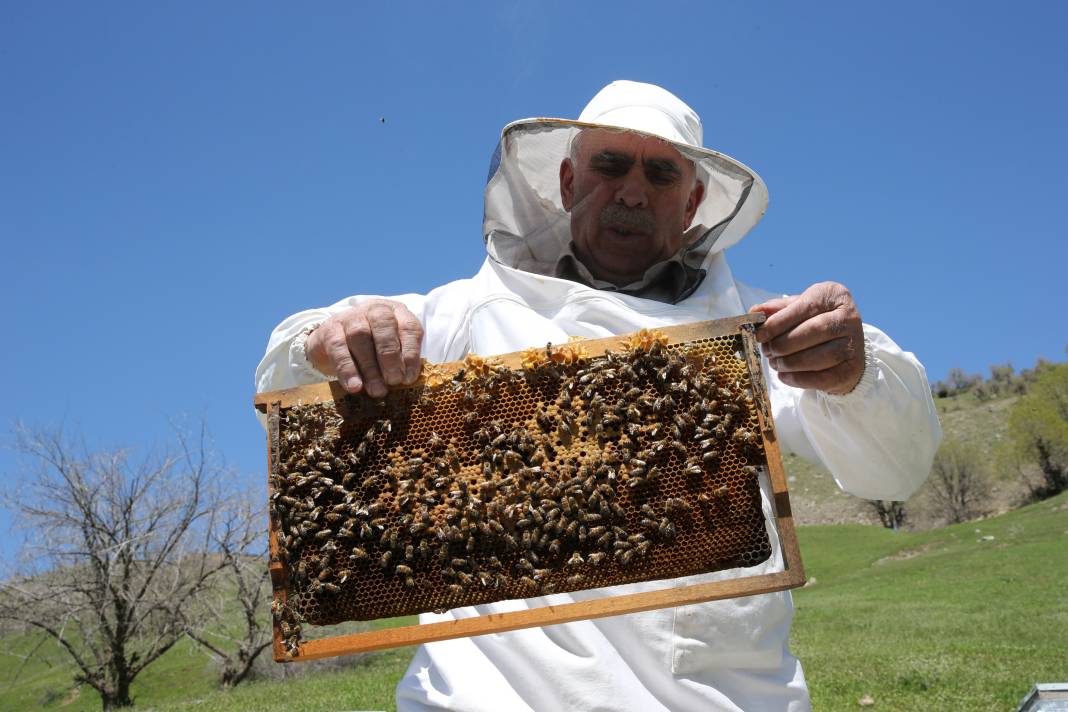 Arılar Aç Kalıyor: Toplu Ölümler Yolda! 15