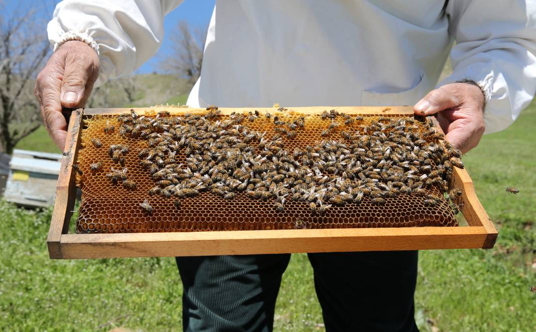 Arılar Aç Kalıyor: Toplu Ölümler Yolda! 14