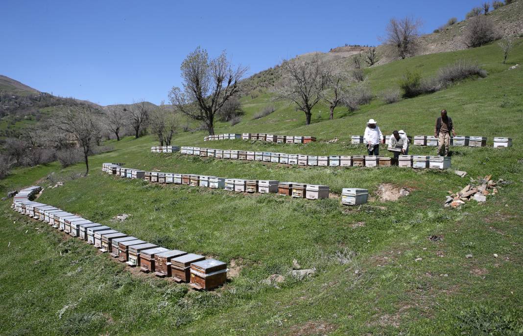 Arılar Aç Kalıyor: Toplu Ölümler Yolda! 21