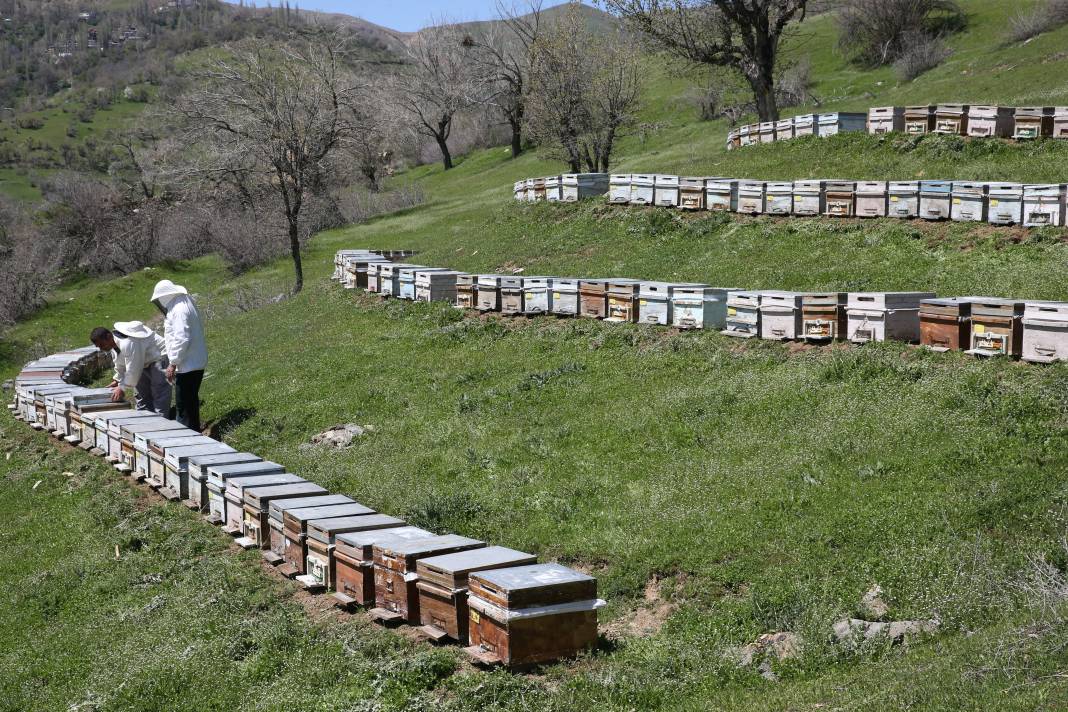 Arılar Aç Kalıyor: Toplu Ölümler Yolda! 19