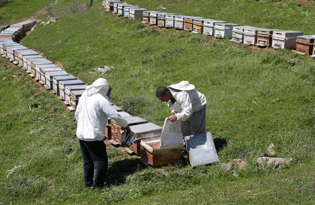Arılar Aç Kalıyor: Toplu Ölümler Yolda! 18