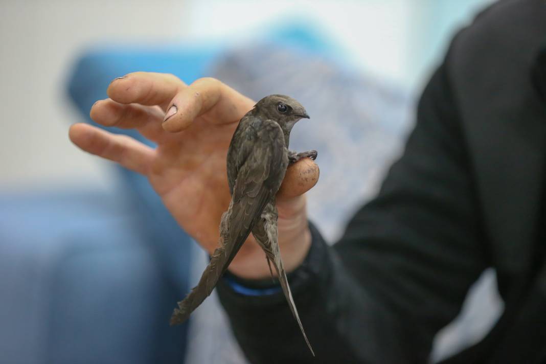 İki Yaramaz Ebabil Fazla Gürültü Yapınca Yakayı Ele Verdi 9