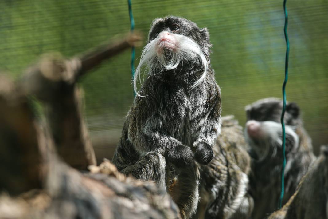 Türkiye’deki Hayvanat Bahçesinden Çıkan Fotoğraflar 21