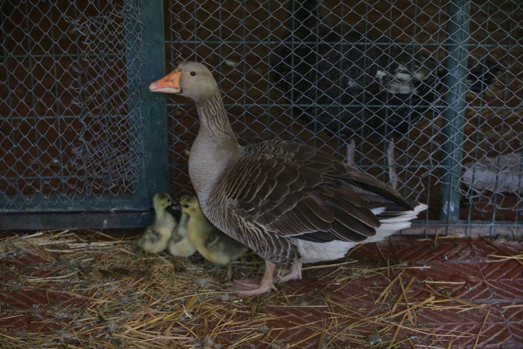 Türkiye’deki Hayvanat Bahçesinden Çıkan Fotoğraflar 24