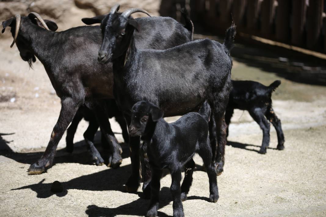 Türkiye’deki Hayvanat Bahçesinden Çıkan Fotoğraflar 20