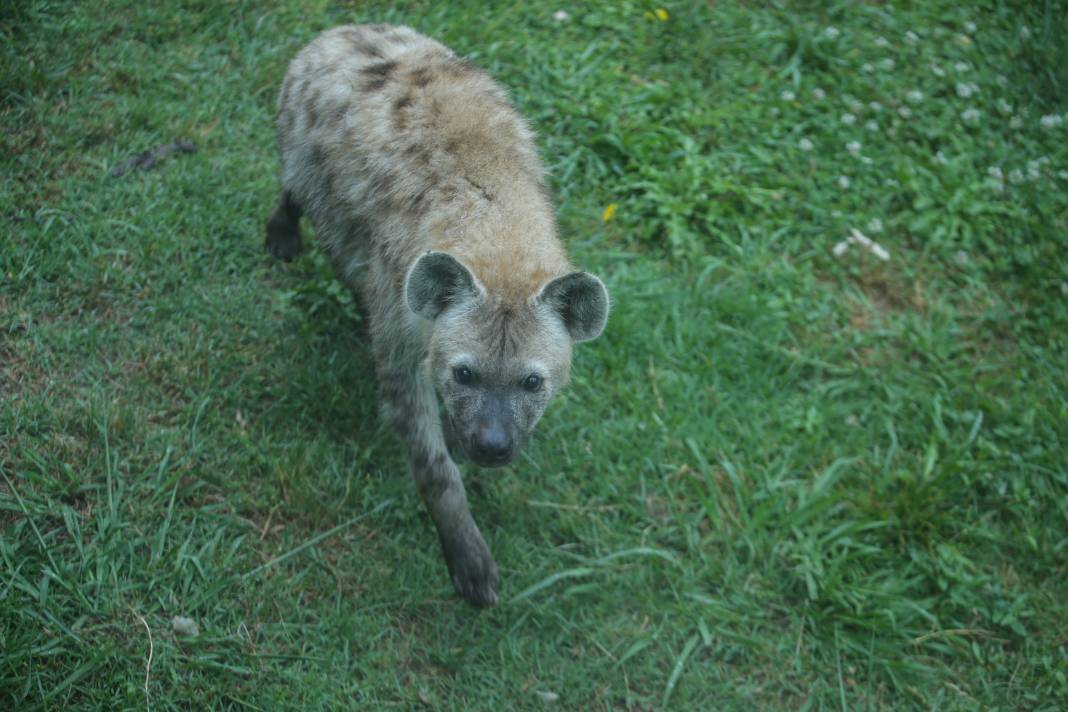 Türkiye’deki Hayvanat Bahçesinden Çıkan Fotoğraflar 17