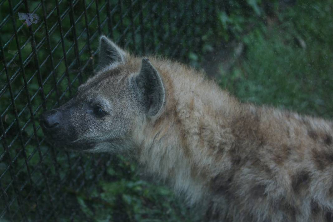 Türkiye’deki Hayvanat Bahçesinden Çıkan Fotoğraflar 18