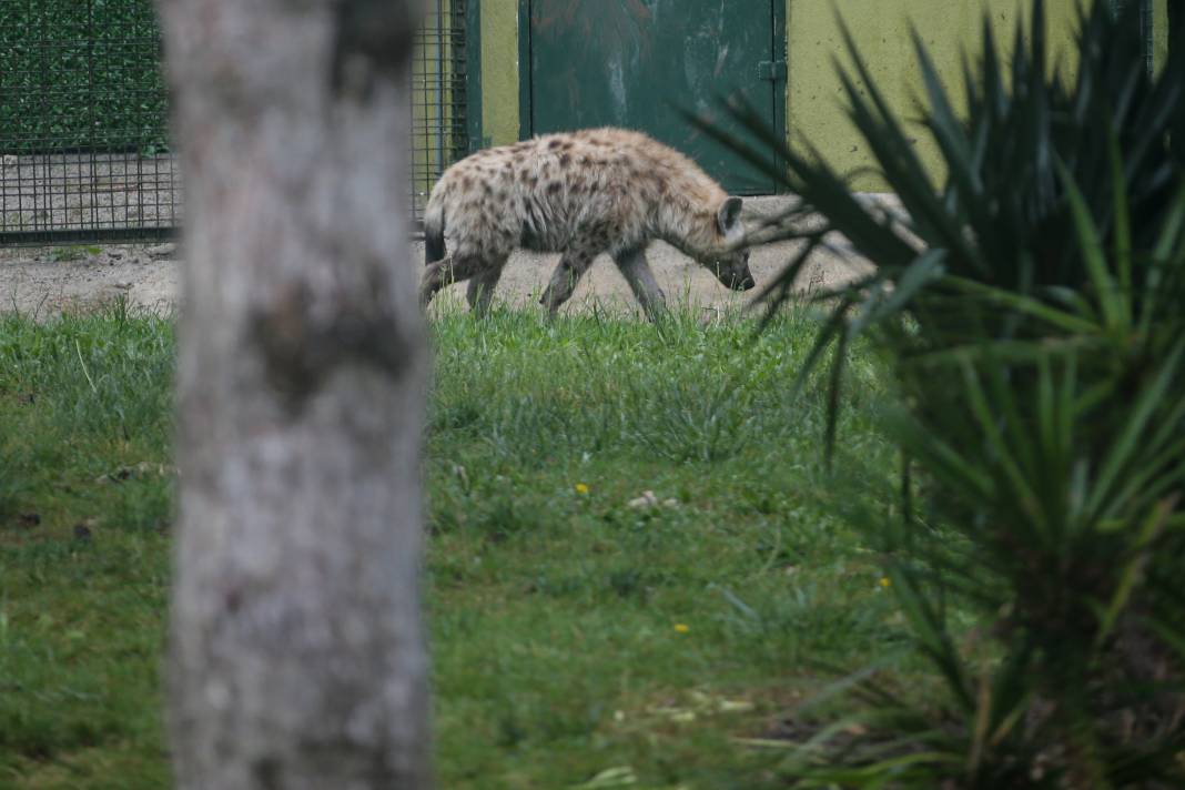 Türkiye’deki Hayvanat Bahçesinden Çıkan Fotoğraflar 19