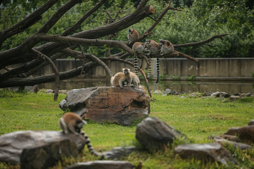 Türkiye’deki Hayvanat Bahçesinden Çıkan Fotoğraflar 16