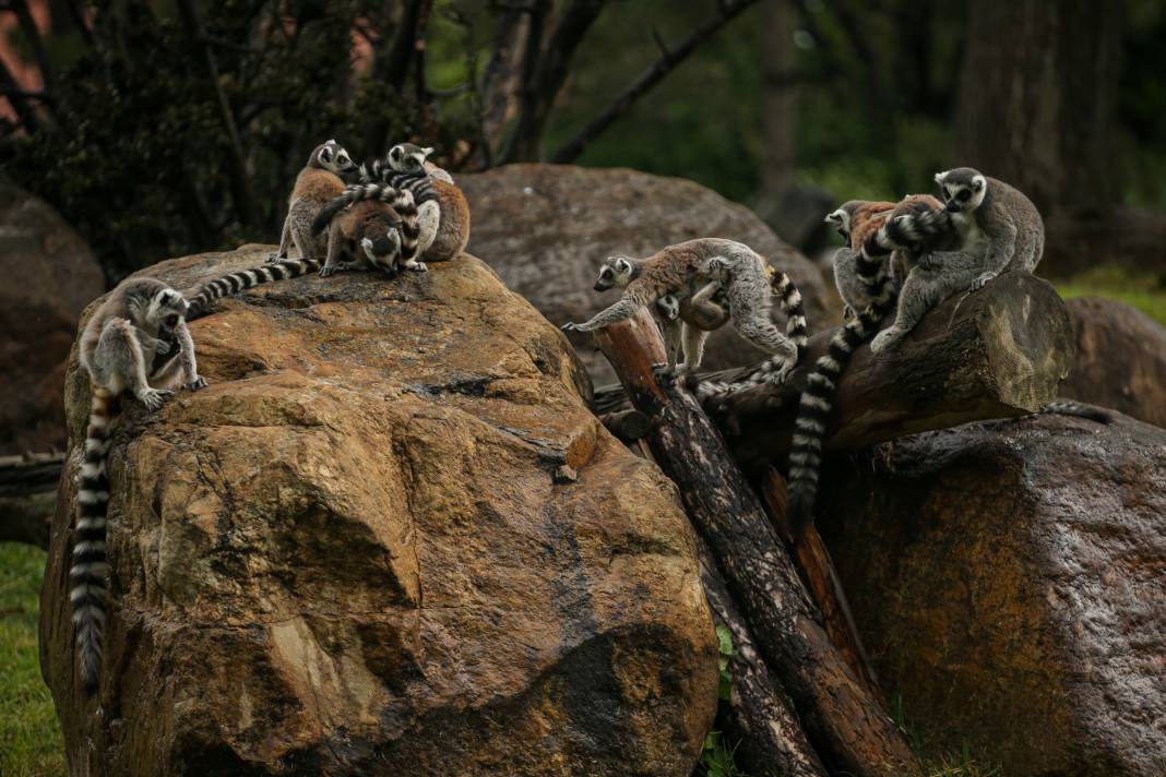 Türkiye’deki Hayvanat Bahçesinden Çıkan Fotoğraflar 15