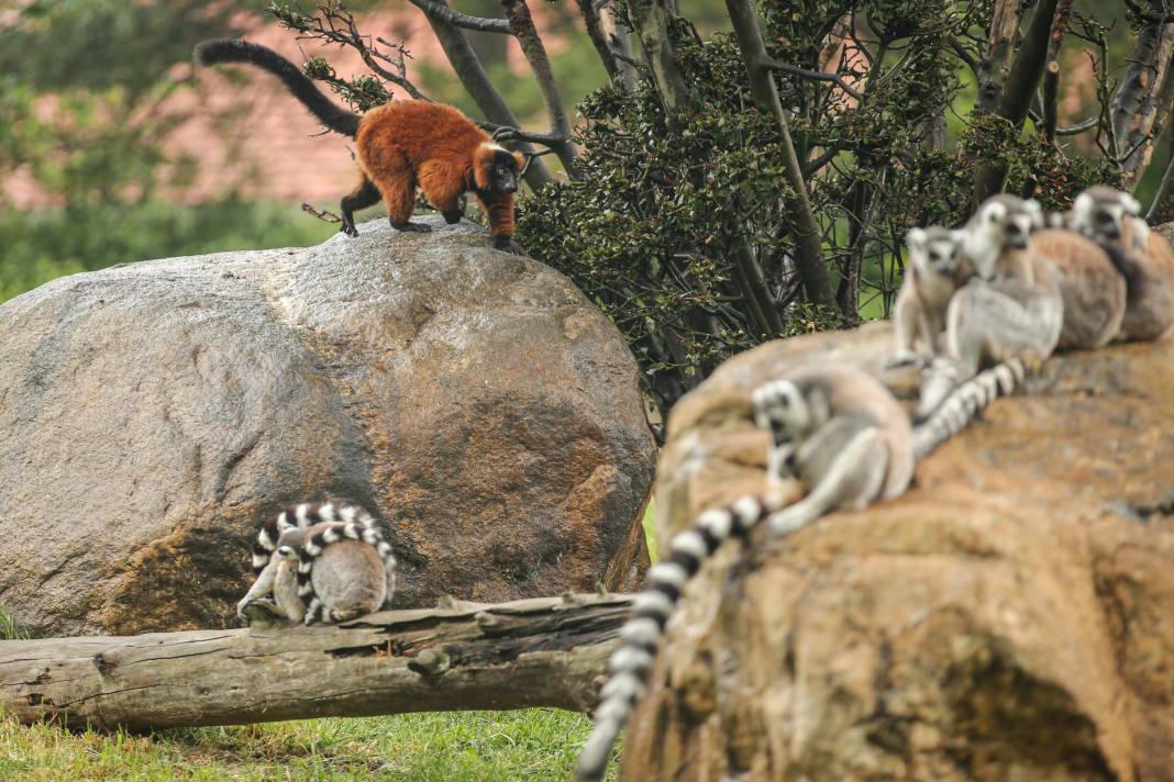 Türkiye’deki Hayvanat Bahçesinden Çıkan Fotoğraflar 14