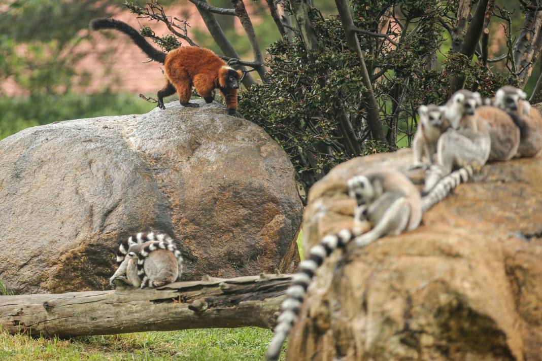 Türkiye’deki Hayvanat Bahçesinden Çıkan Fotoğraflar 14