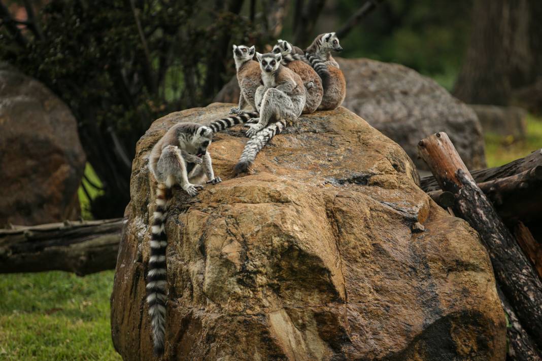 Türkiye’deki Hayvanat Bahçesinden Çıkan Fotoğraflar 13