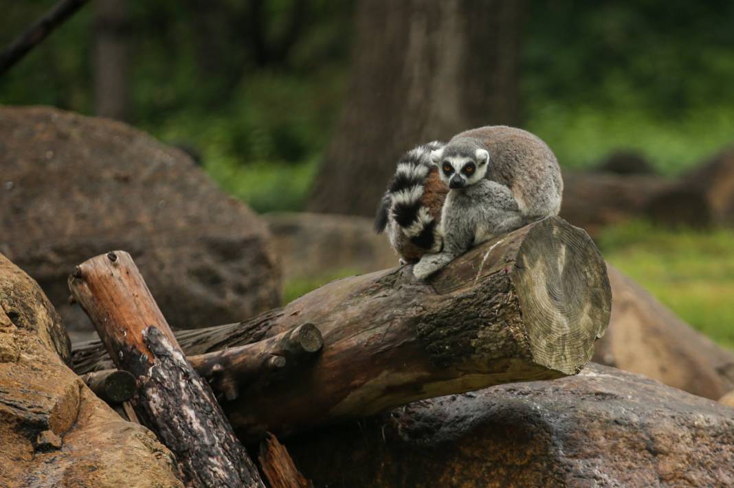 Türkiye’deki Hayvanat Bahçesinden Çıkan Fotoğraflar 10