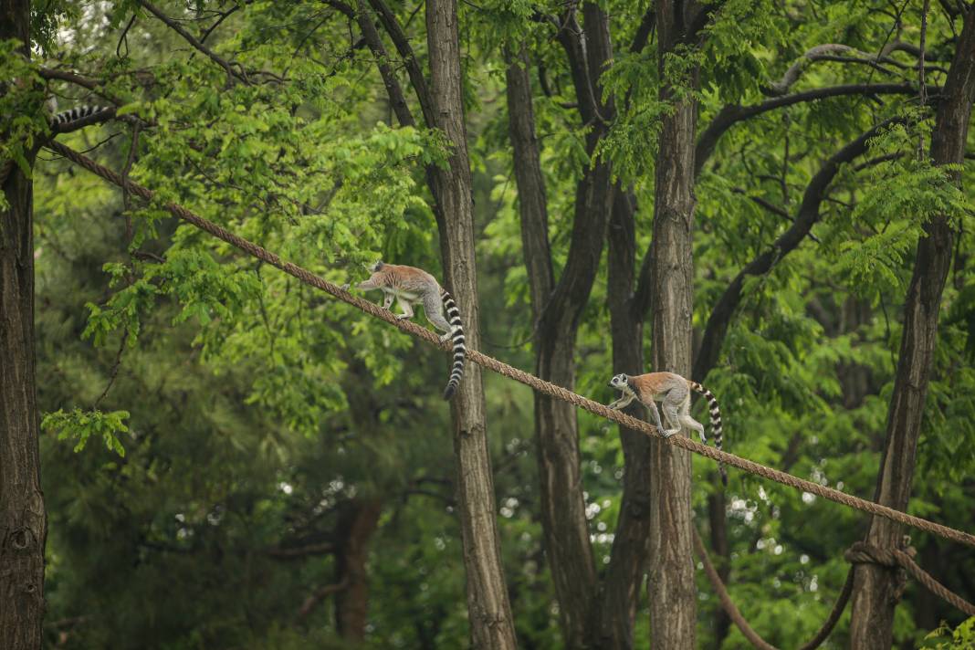 Türkiye’deki Hayvanat Bahçesinden Çıkan Fotoğraflar 9