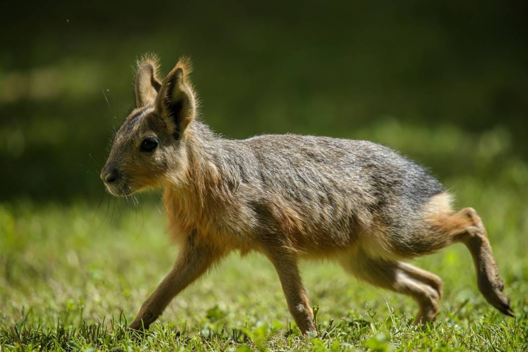 Türkiye’deki Hayvanat Bahçesinden Çıkan Fotoğraflar 5