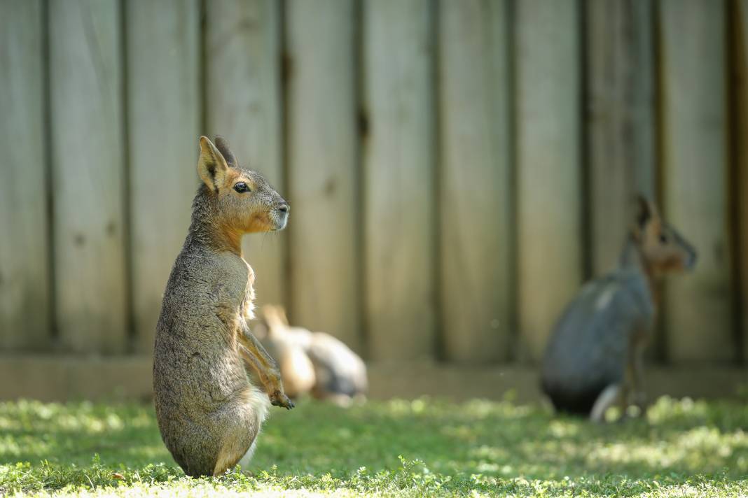 Türkiye’deki Hayvanat Bahçesinden Çıkan Fotoğraflar 6