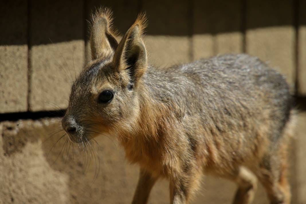 Türkiye’deki Hayvanat Bahçesinden Çıkan Fotoğraflar 4