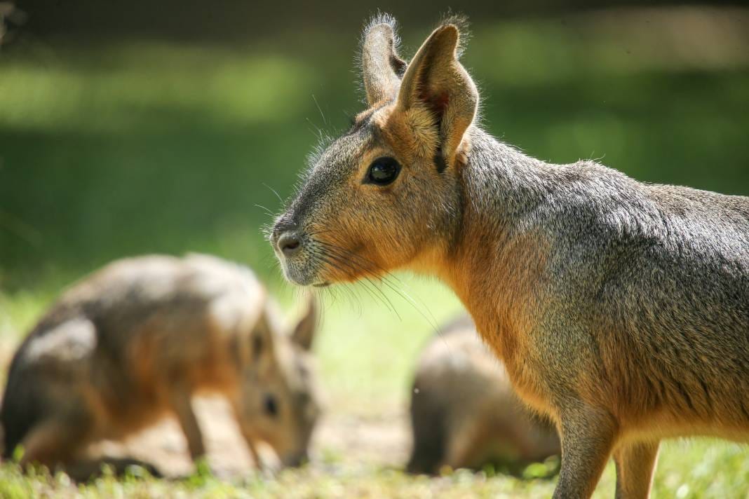 Türkiye’deki Hayvanat Bahçesinden Çıkan Fotoğraflar 3