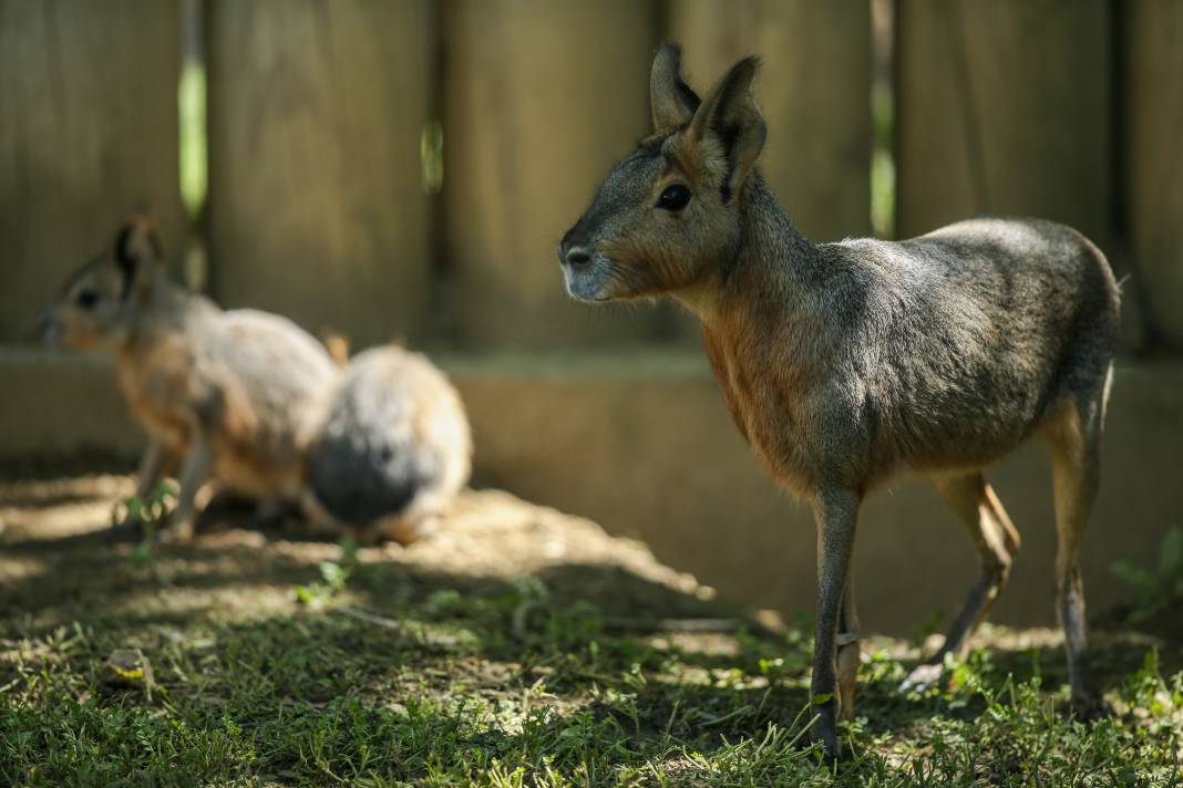 Türkiye’deki Hayvanat Bahçesinden Çıkan Fotoğraflar 1