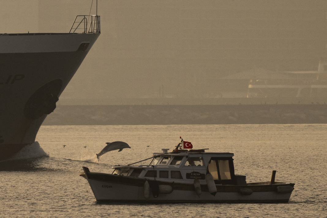 İstanbul Boğazı'nda Büyüleyici Manzara: Yunuslar Gemilere Eşlik Etti! 6