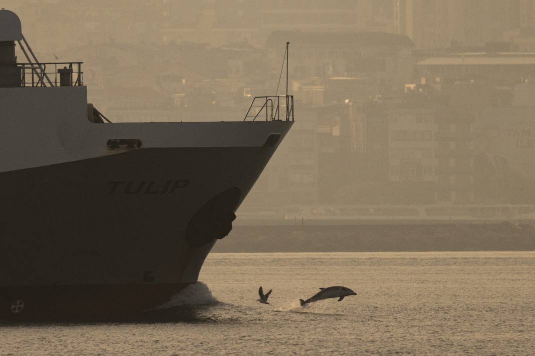 İstanbul Boğazı'nda Büyüleyici Manzara: Yunuslar Gemilere Eşlik Etti! 4