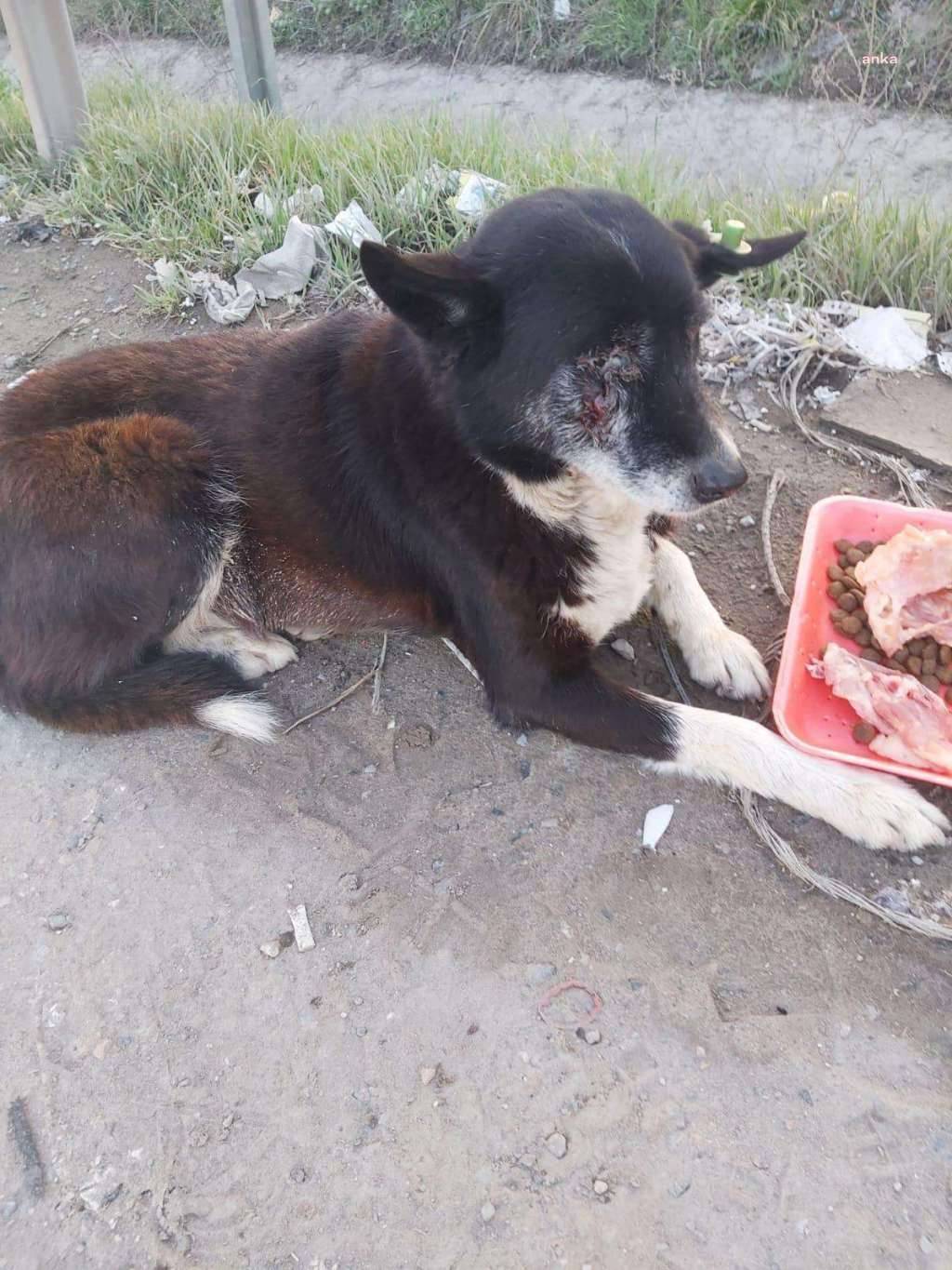 Çekmeköy Belediyesi Sahip Çıktı: İşkence Gören Köpek Lokum, Hayata Döndü 4