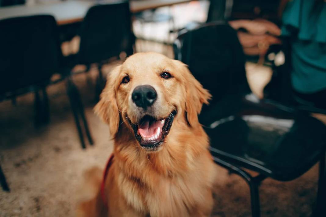 Atlar ve Köpekler Üzerinde Yapılan Araştırma: Hayvanlar Gerçekten İnsanlarda "Korkunun Kokusunu" Alabilir Mi? 20