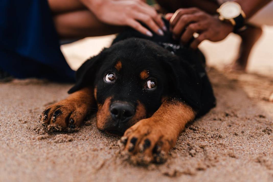 Atlar ve Köpekler Üzerinde Yapılan Araştırma: Hayvanlar Gerçekten İnsanlarda "Korkunun Kokusunu" Alabilir Mi? 21