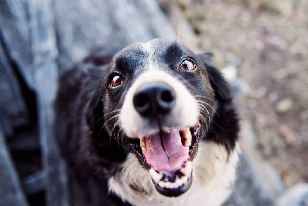 Atlar ve Köpekler Üzerinde Yapılan Araştırma: Hayvanlar Gerçekten İnsanlarda "Korkunun Kokusunu" Alabilir Mi? 18