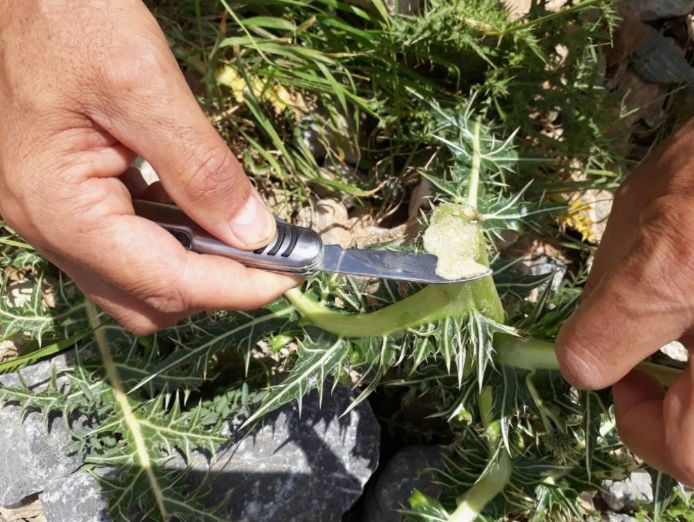 Yol Kenarında Yetişiyor, Faydalarını Kimse Bilmiyor! Maliyeti Yok, Fiyatı Tuzlu, Yurt Dışına Gönderiliyor 1