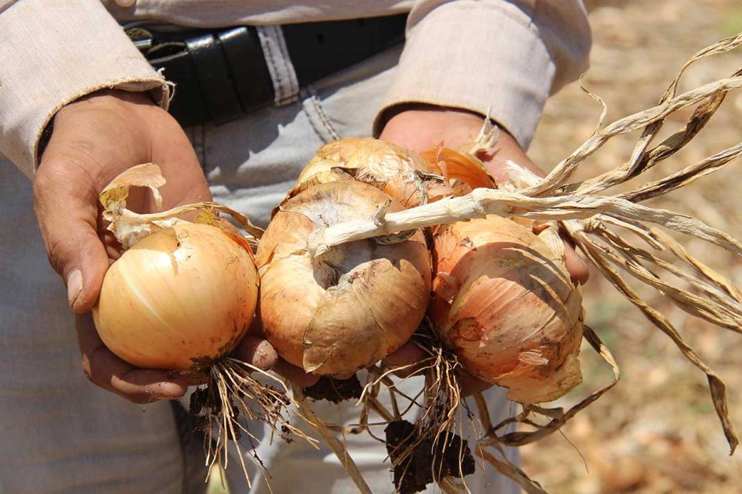 Nisanın Zam Şampiyonu Kuru Soğan Oldu! Bir Zamanlar Kiloylaydı, Artık Tane ile Alınıyor 4