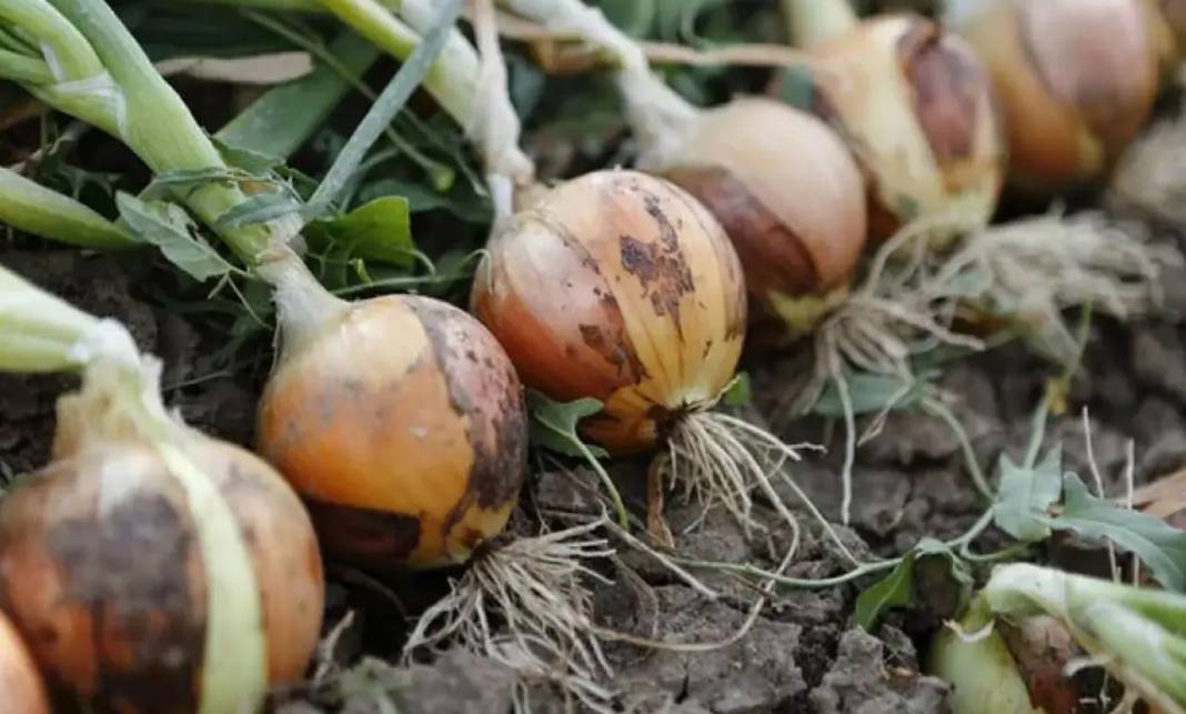 Nisanın Zam Şampiyonu Kuru Soğan Oldu! Bir Zamanlar Kiloylaydı, Artık Tane ile Alınıyor 6